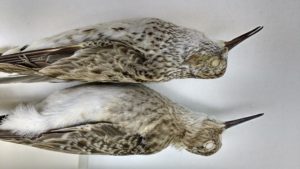 A close-up comparison of shorebirds from the Delaware Museum of Natural History's collection. Photo by Jean Woods