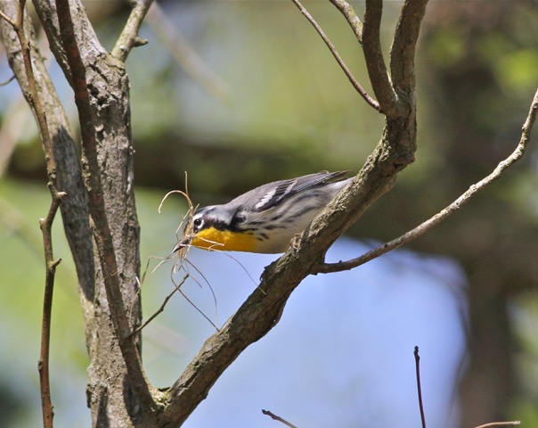 Yellow-throated Warbler