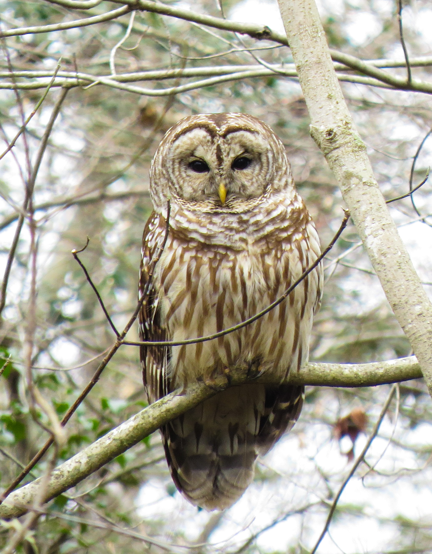 Barred Owl