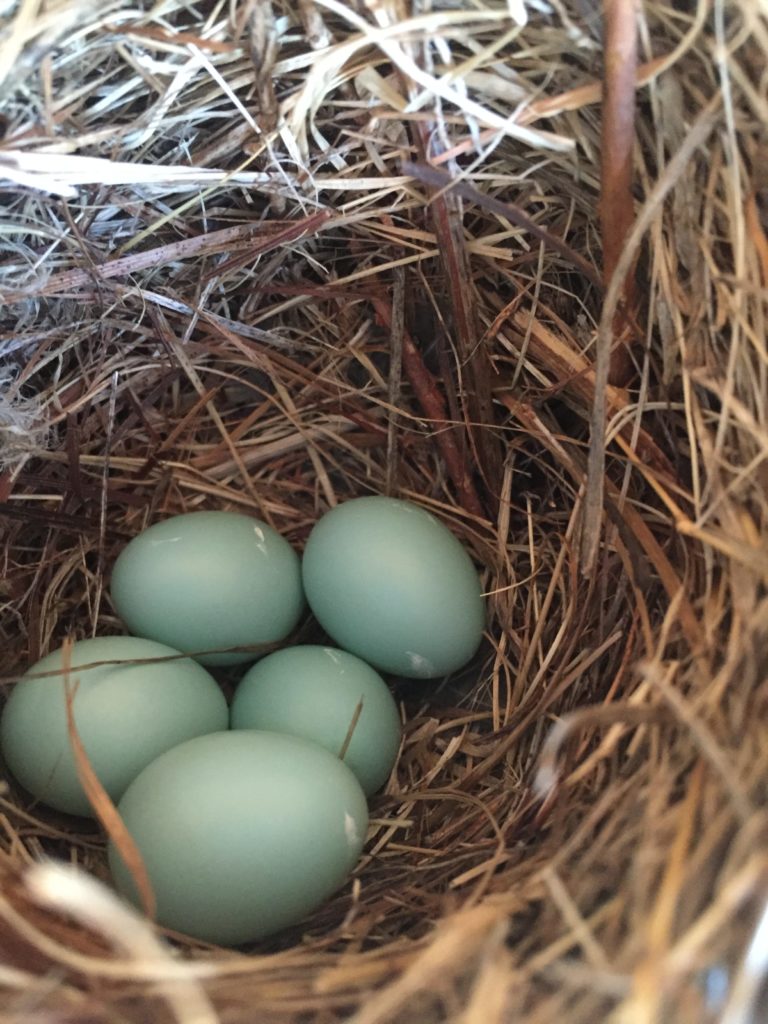 Eastern Bluebird eggs Ashland Box 105 4/20/16 Delaware