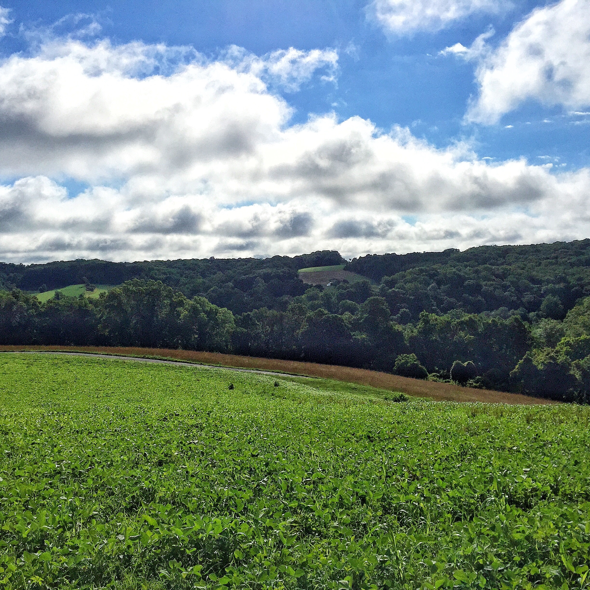 View from Granogue Tower - photo by Bill Stewart