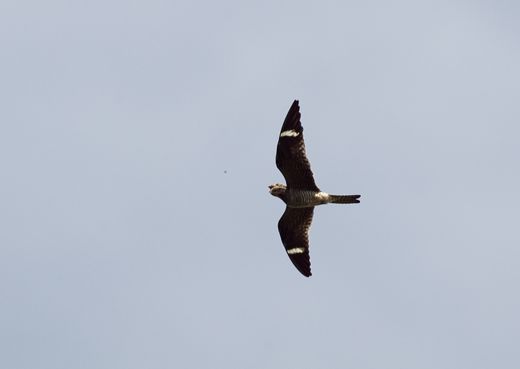 Common Nighthawk flyby Photo by Kim Steininger