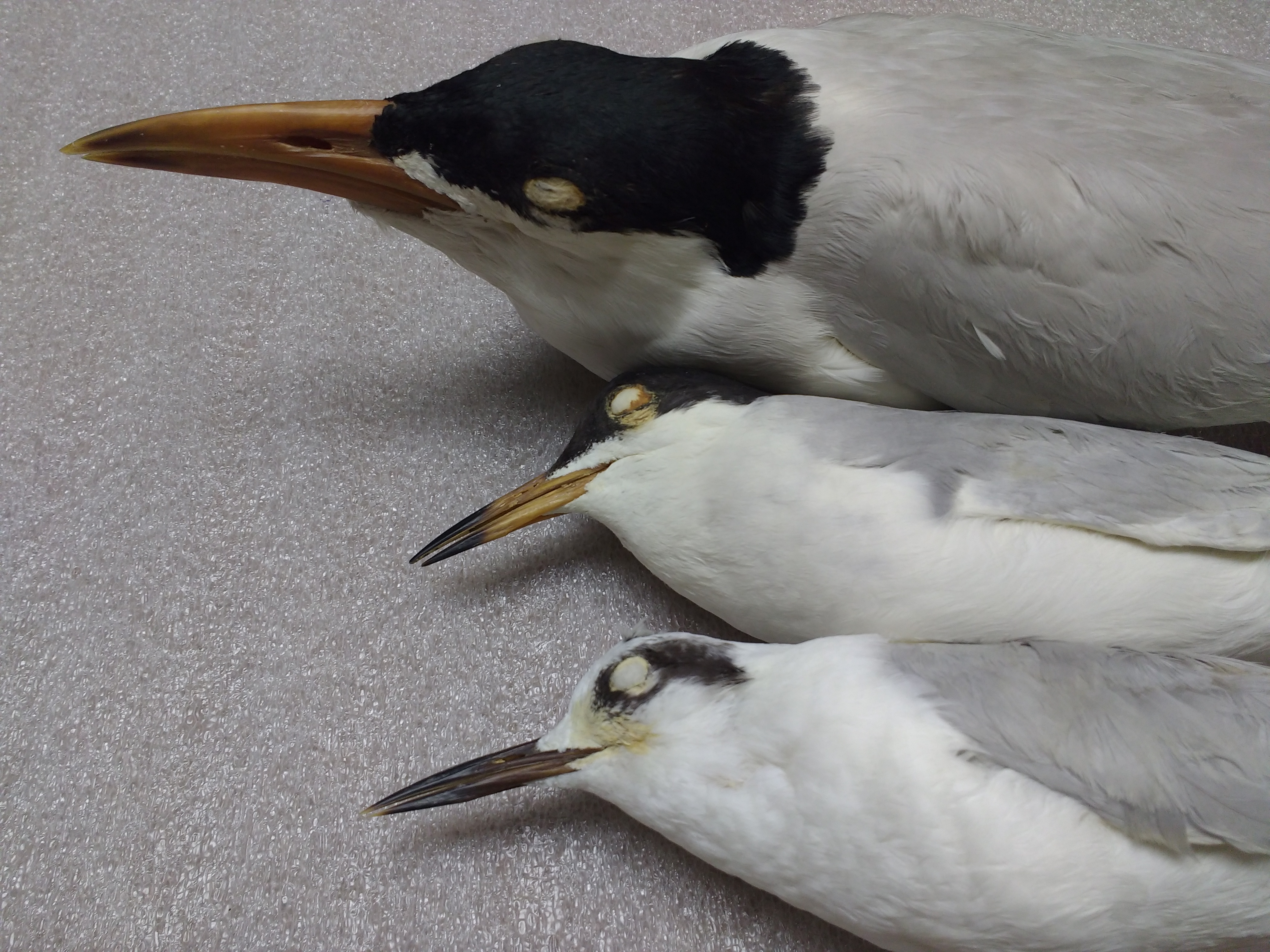 Terns from the Delaware Museum of Natural History's avian skin collection. Photo credit Bruce Lance & Jean Woods