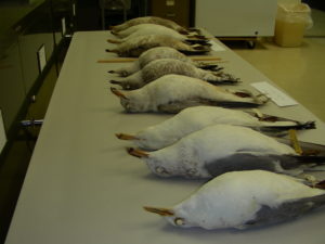 Gulls from the Delaware Museum of Natural History's avian skin collection. Photo credit Bruce Lance & Jean Woods
