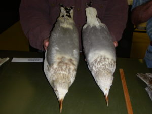 Gulls from the Delaware Museum of Natural History's avian skin collection. Photo credit Bruce Lance & Jean Woods