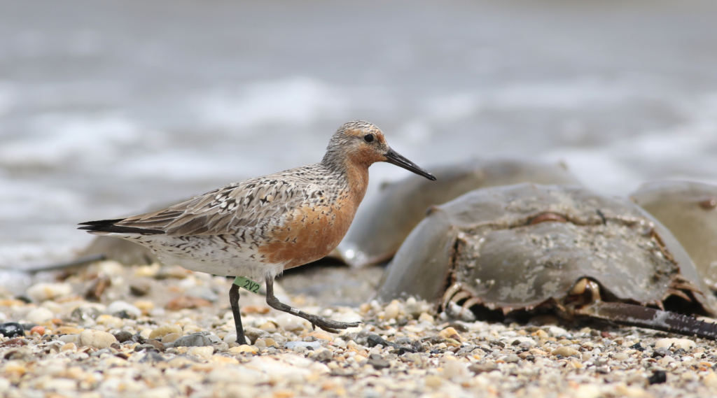 Red Knot and Horseshoe Crab Delaware Ornithological Society