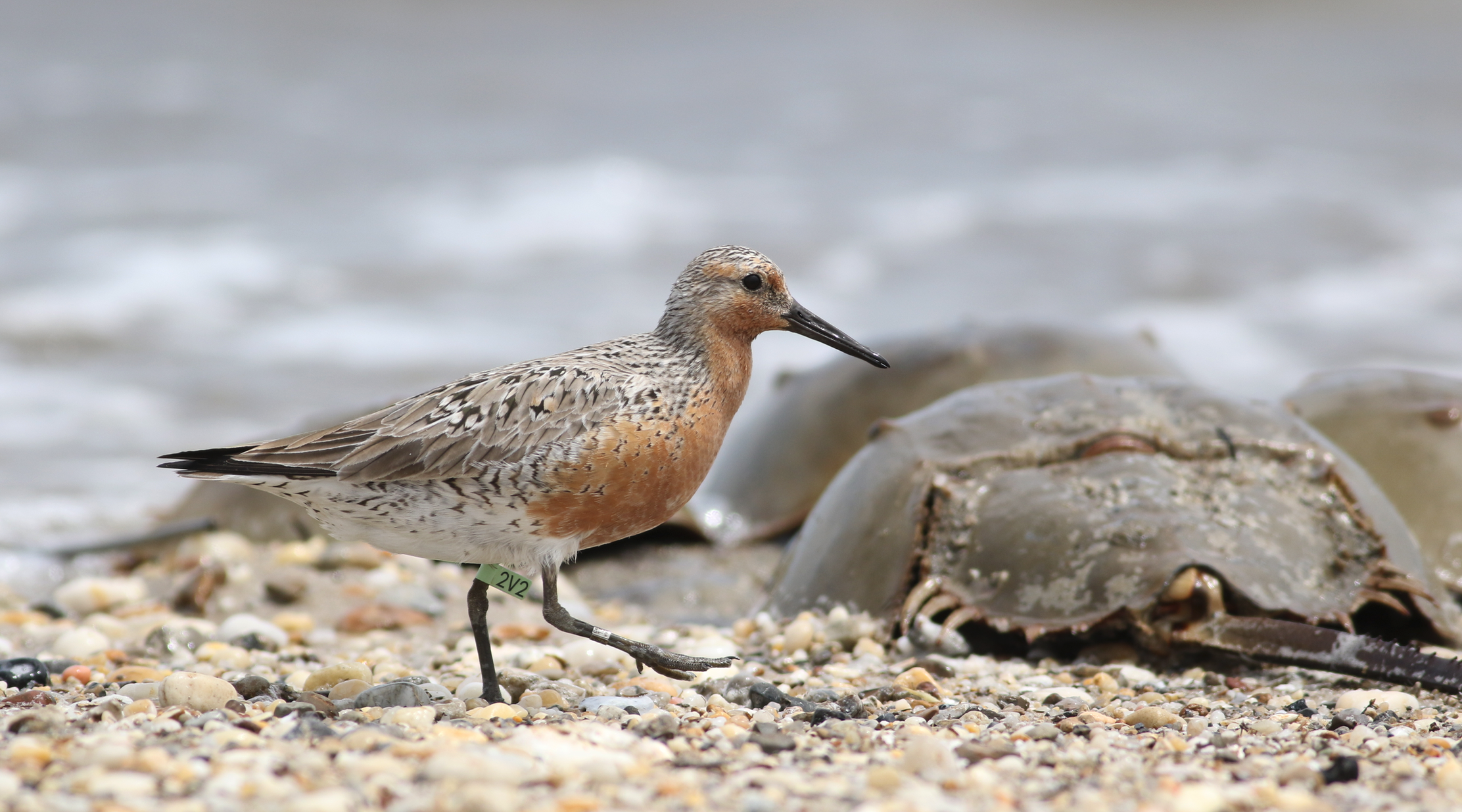 Banded Red Knot and Horseshoe Crabs at Bower's Beach Delaware By Kelley Nunn