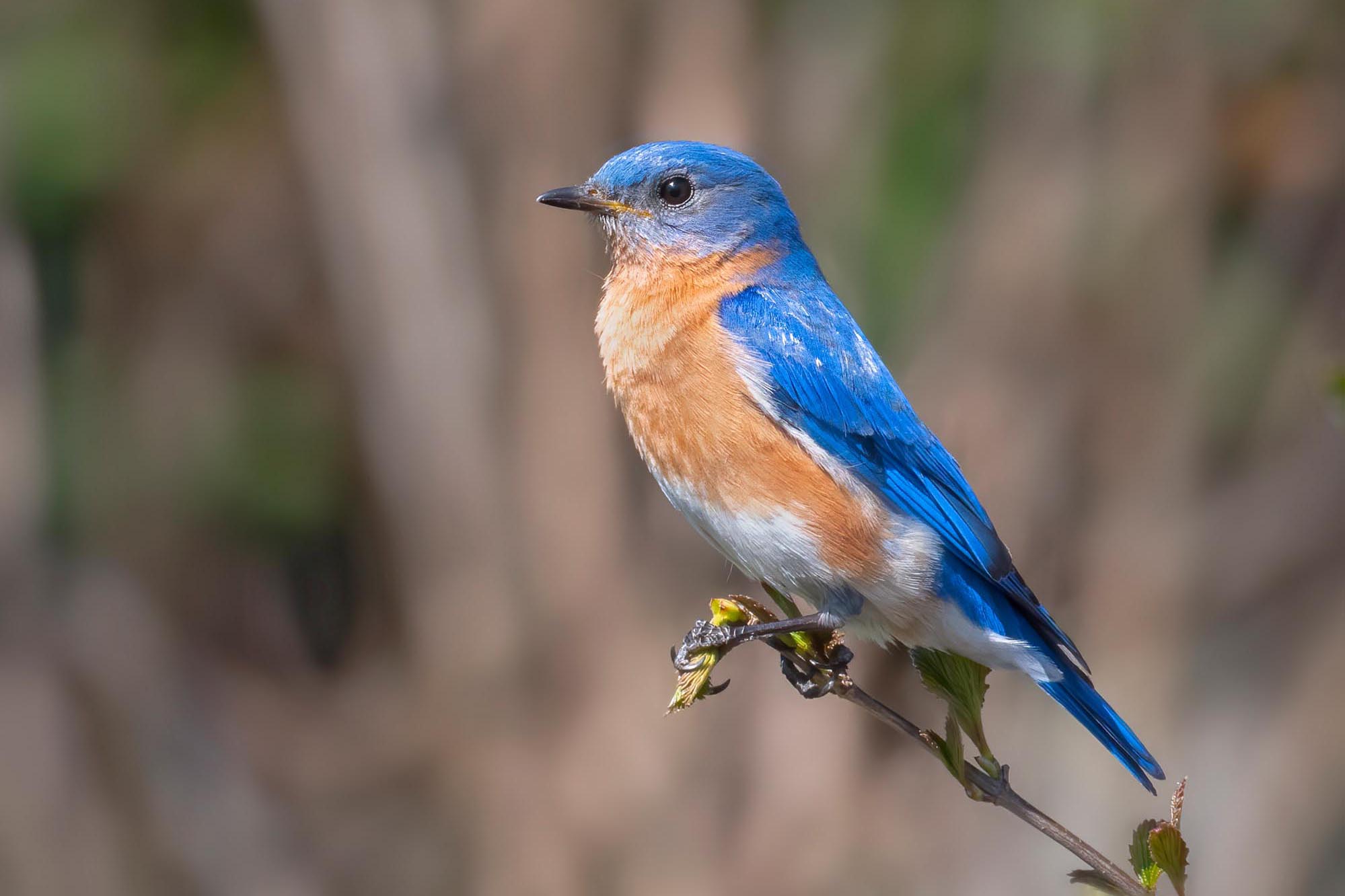 Backyard Birding Challenge Delaware Ornithological Society