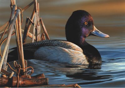 Changes in Duck Stamp competition Rules