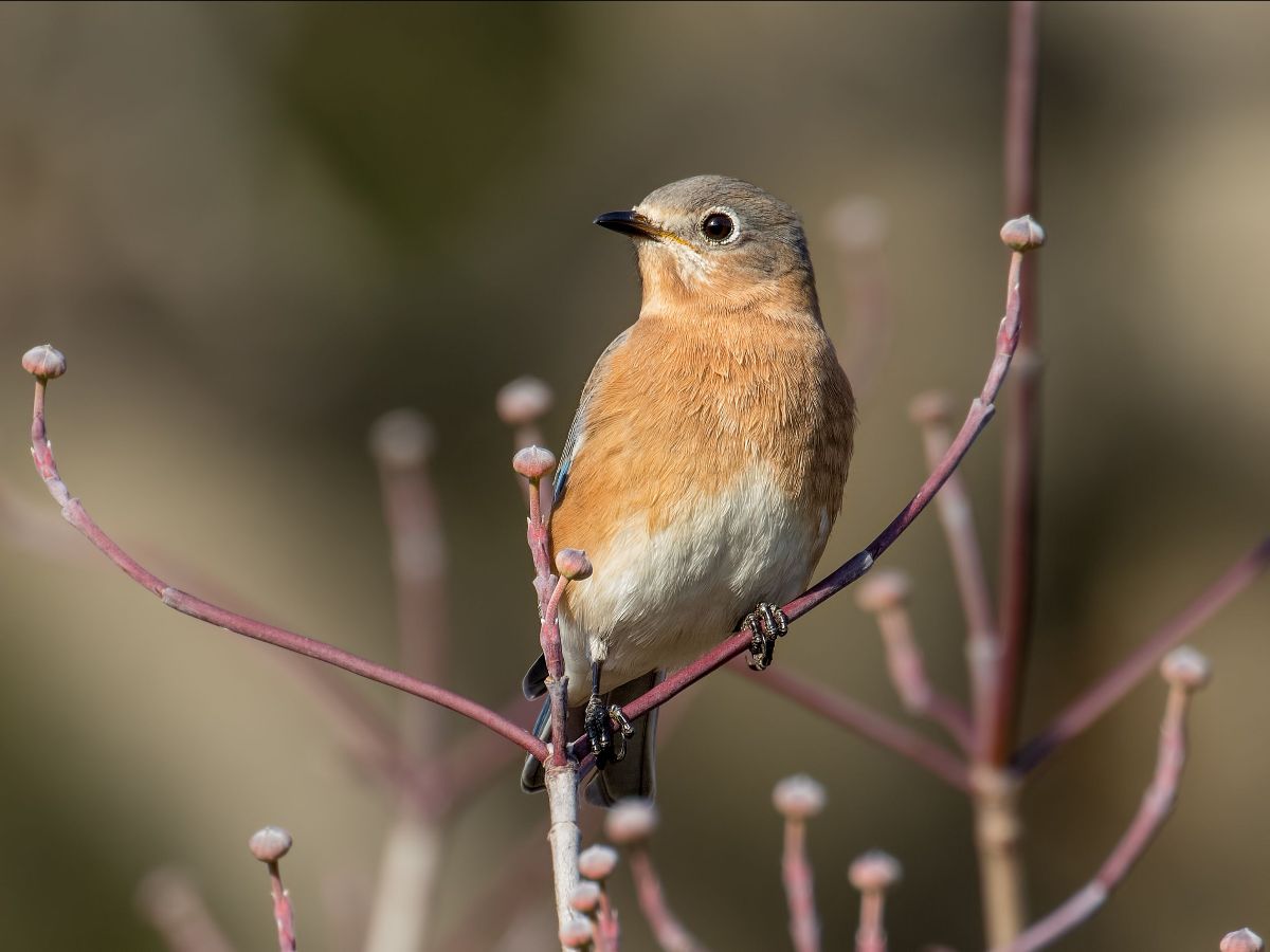 Female Eastern Bluebird by Mike Moore