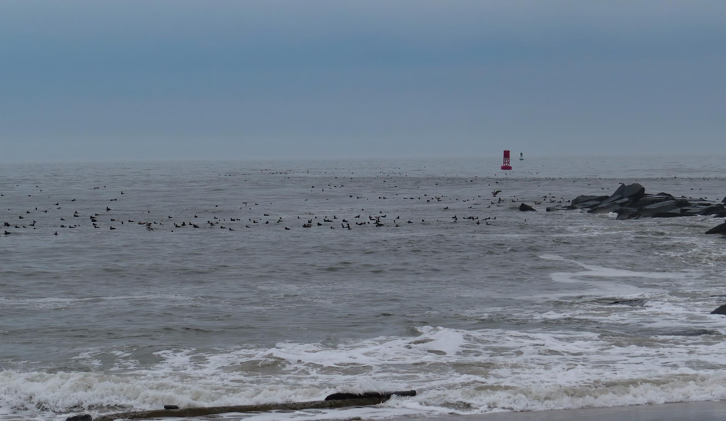 Flocks of Long-tailed Ducks, Buffleheads, all three Scoters, Common Eiders and other gather in the Inlet at Indian River inlet.  