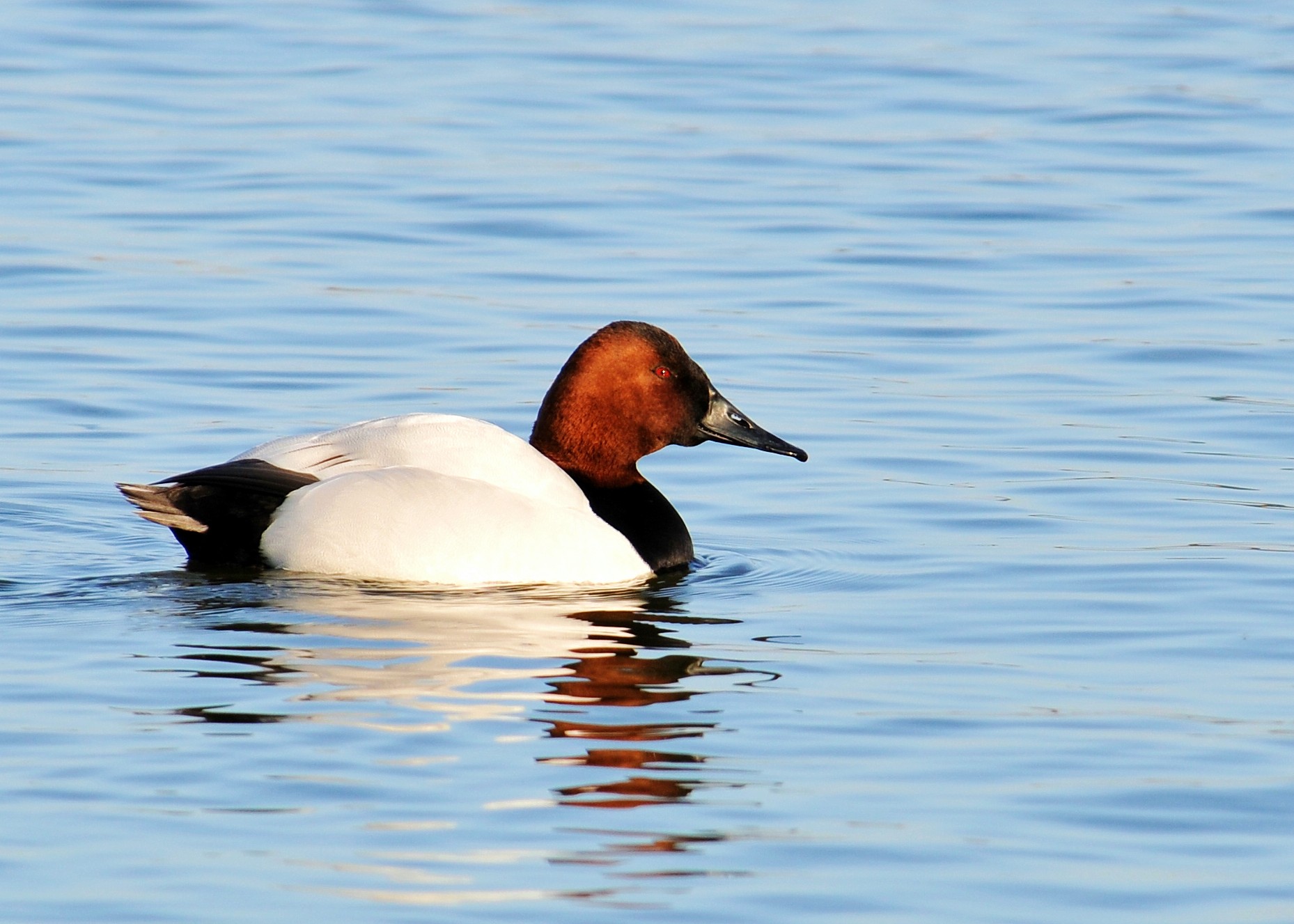 Canvasback