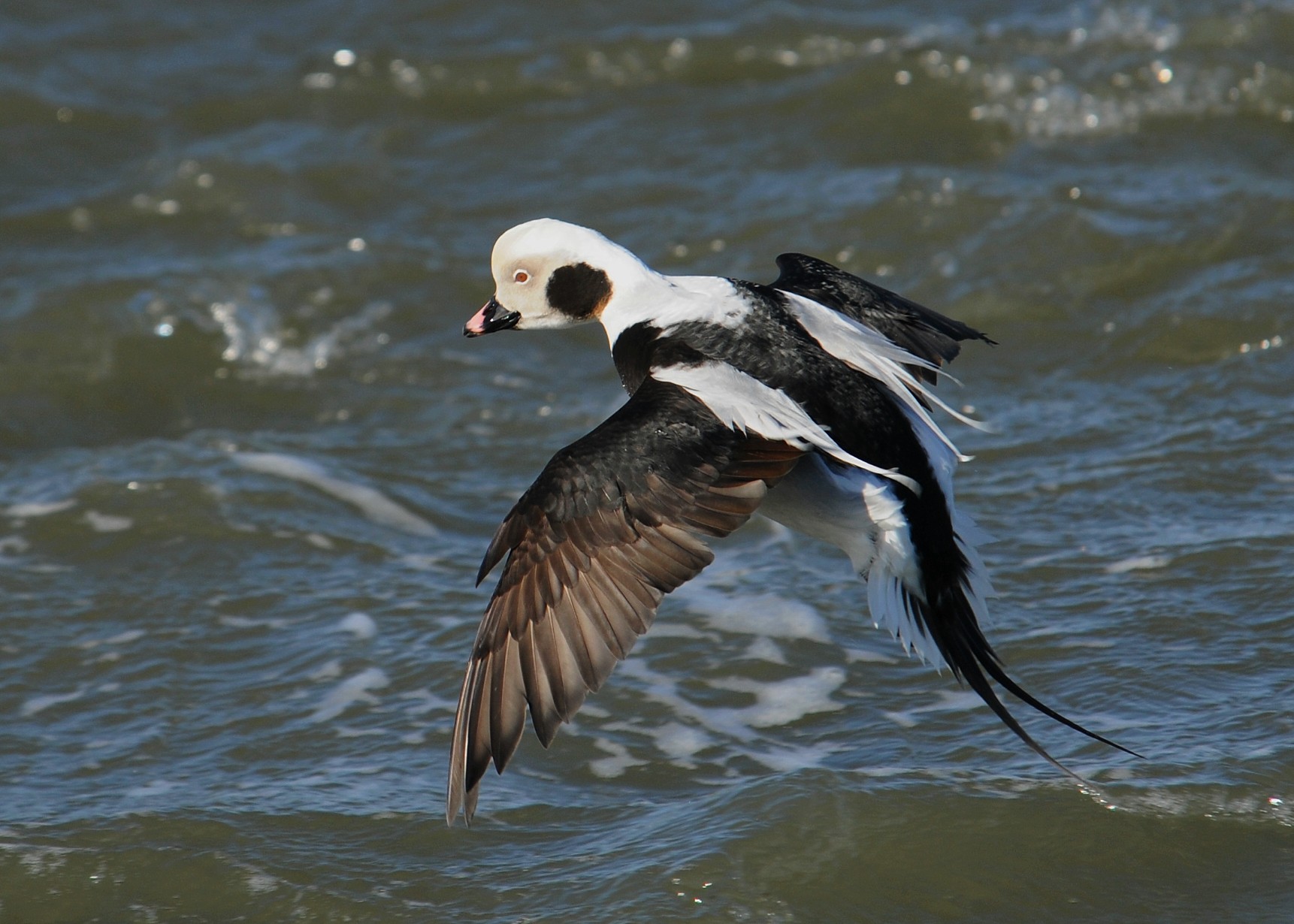 Long-tailed Duck