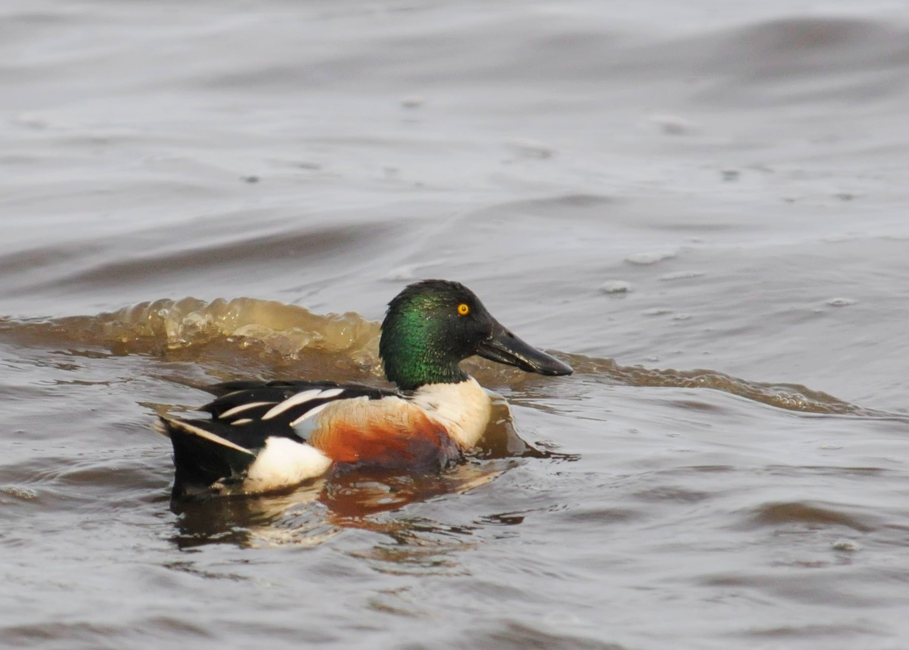 Northern Shoveler