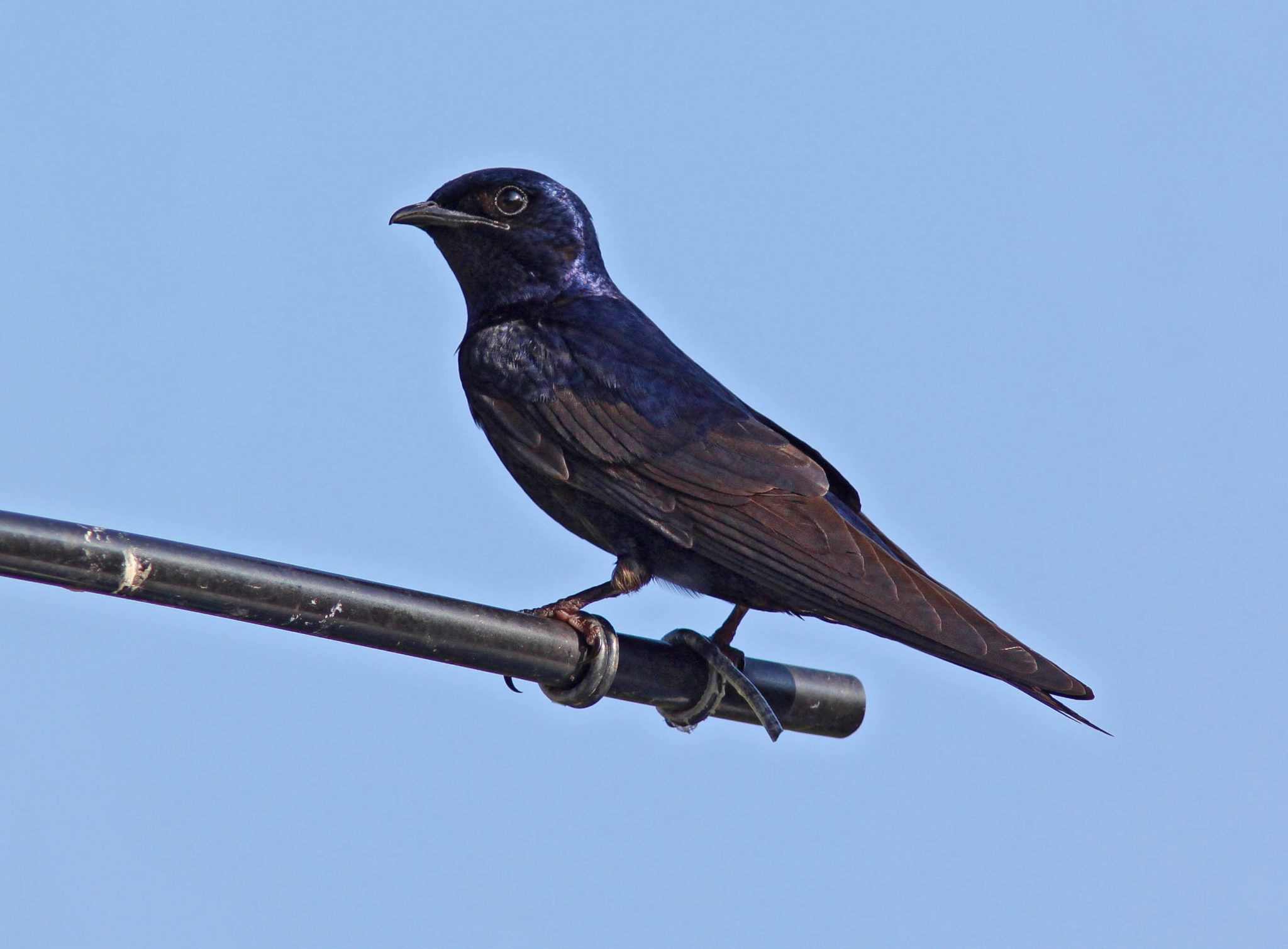 DOS September Meeting "Following Ashland Nature Center's Purple
