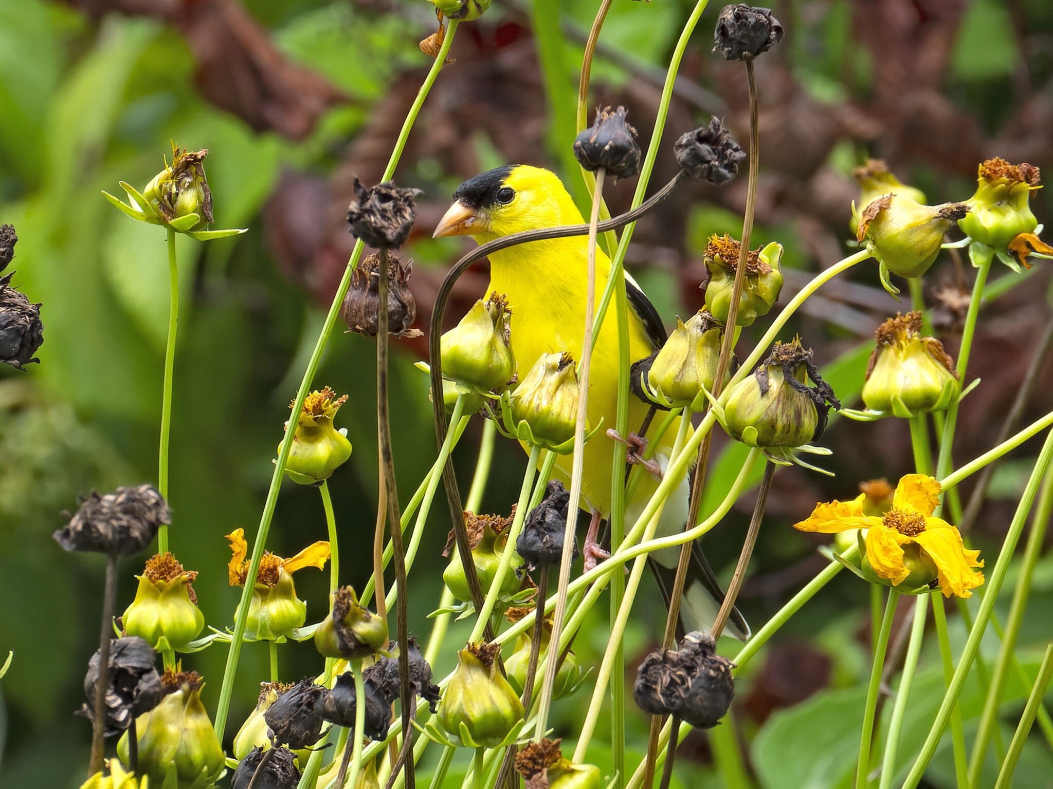 DOS May Meeting "Supporting Backyard Birds with Native Plants" by Leah