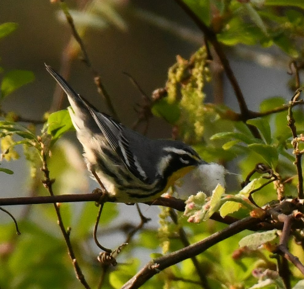 A yellow-throated warbler with nest material. Photo by Carolyn Holland.