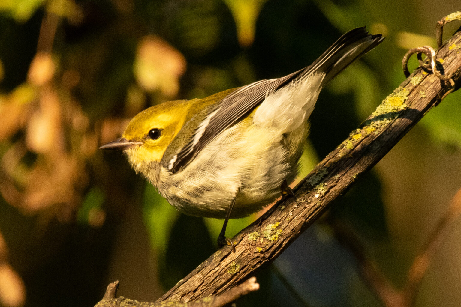 Cape May with Declan O'Neil - Delaware Ornithological Society