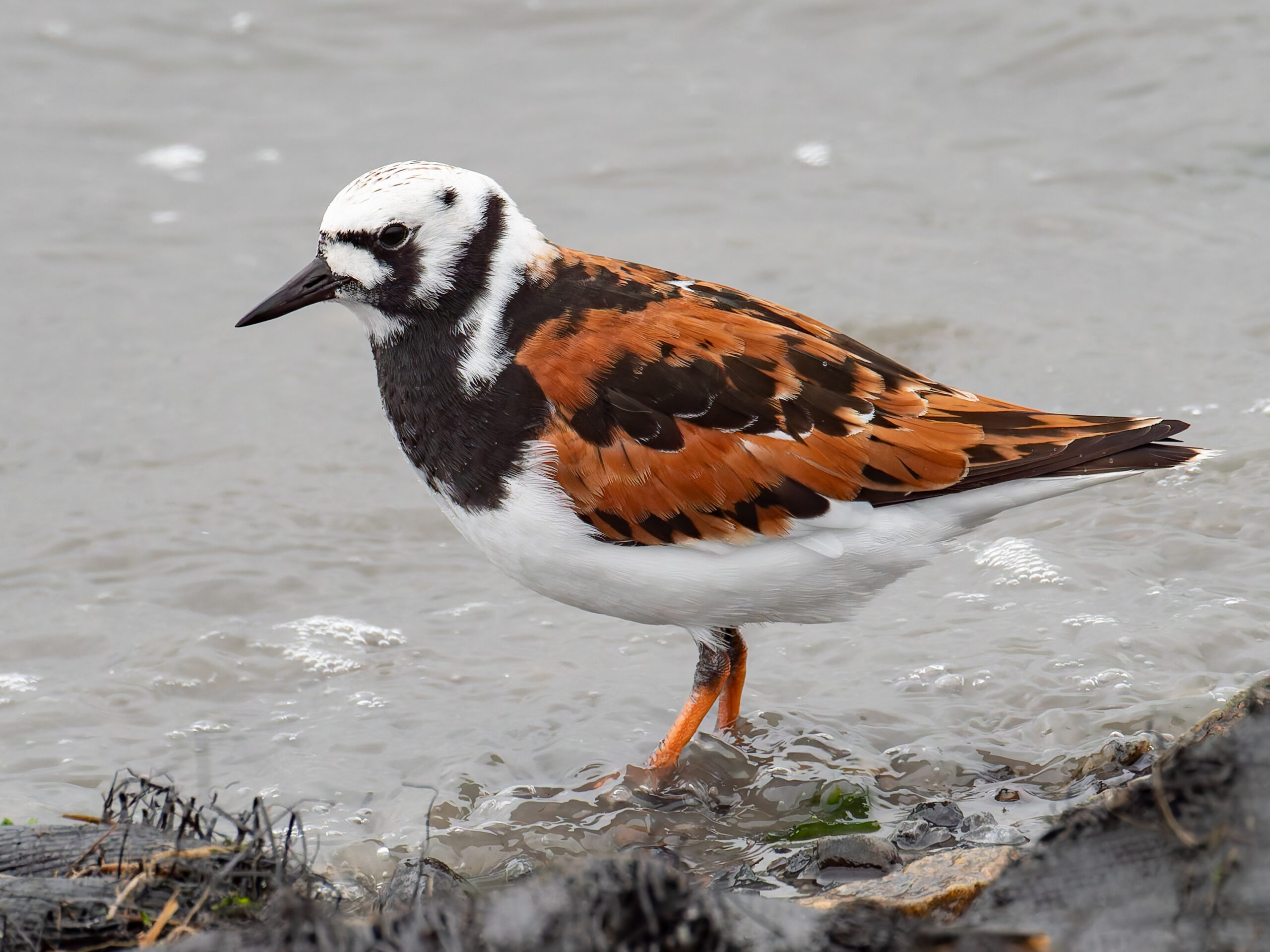 20240503-240503_DC-G9_P14_06178-RW2