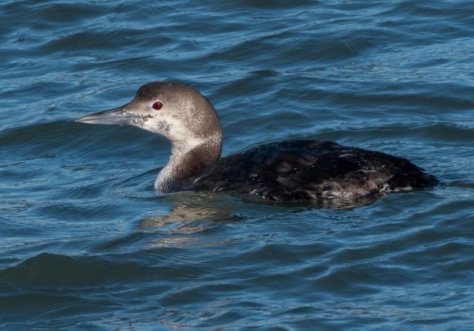 Common Loon