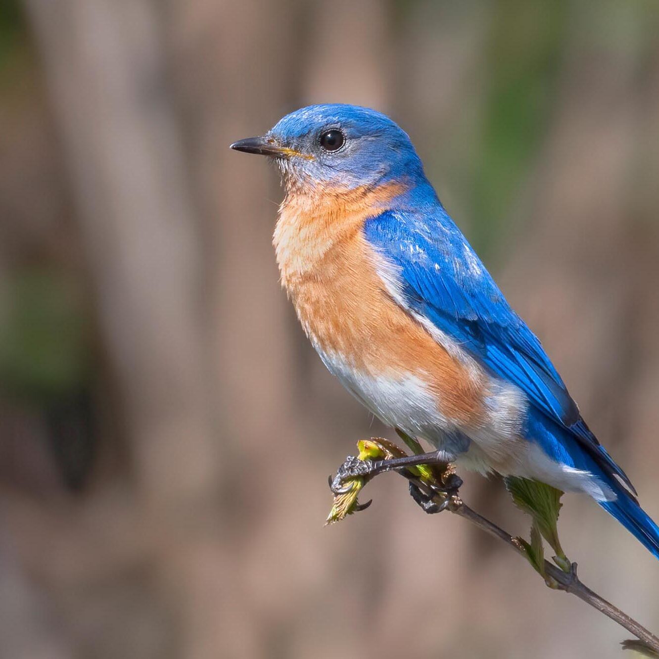 Eastern Bluebird