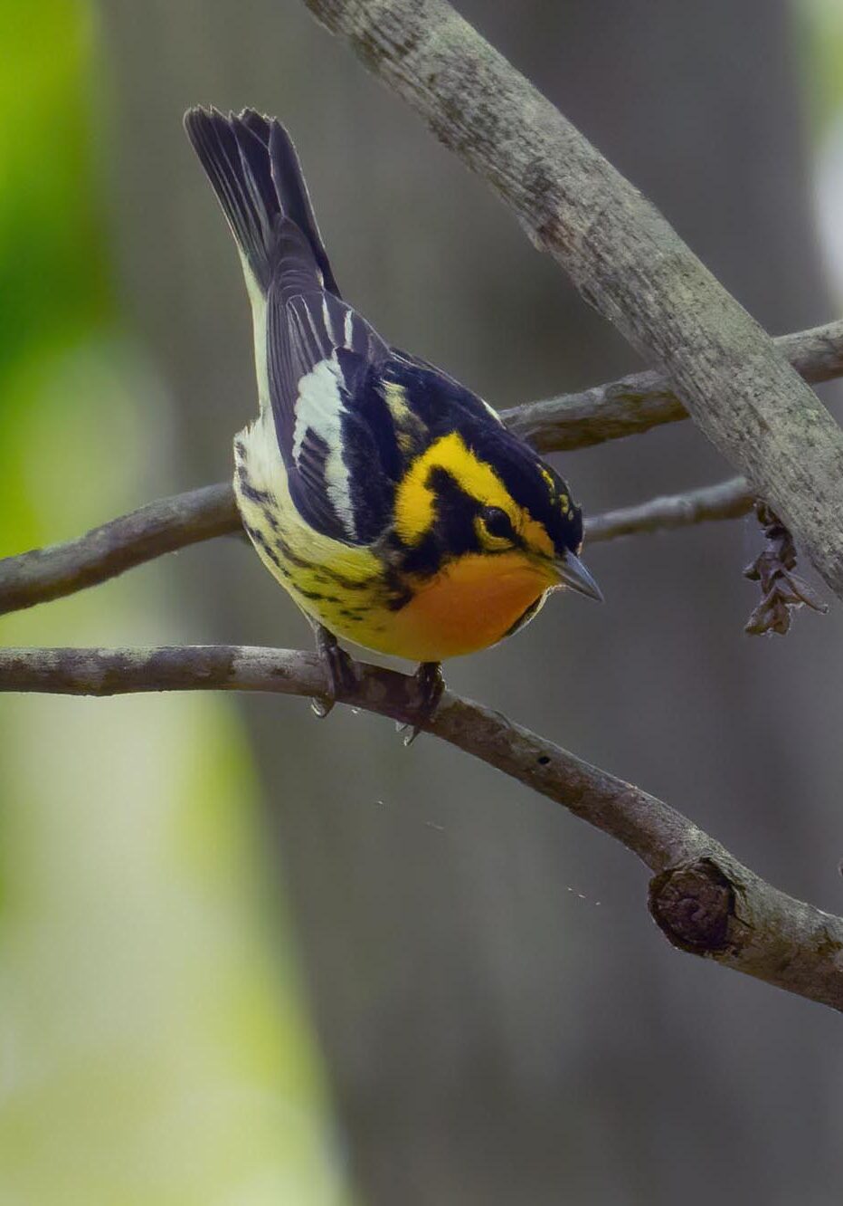 BLackburnian Warbler