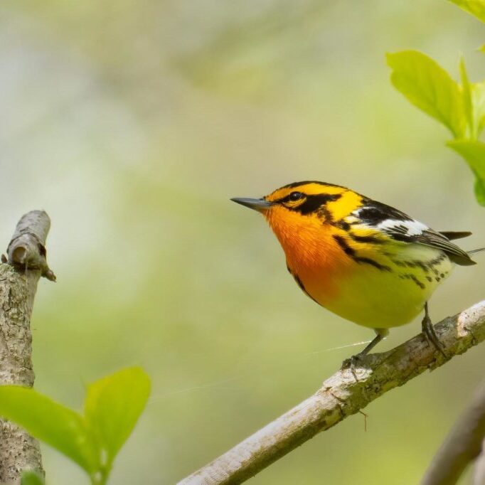 Blackburnian Warbler