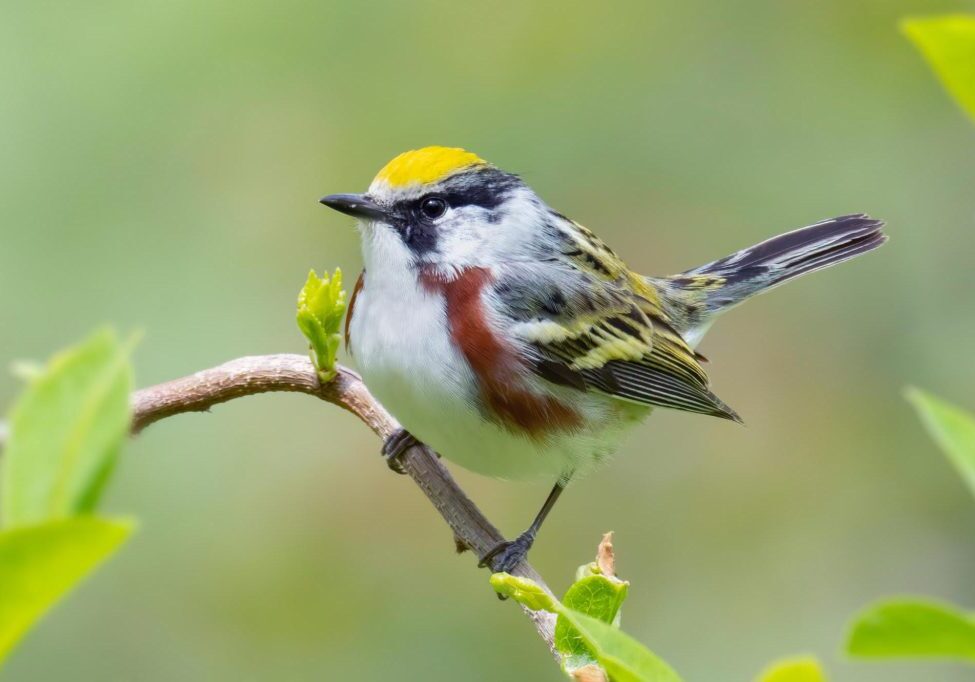 Chestnut-sided Warbler