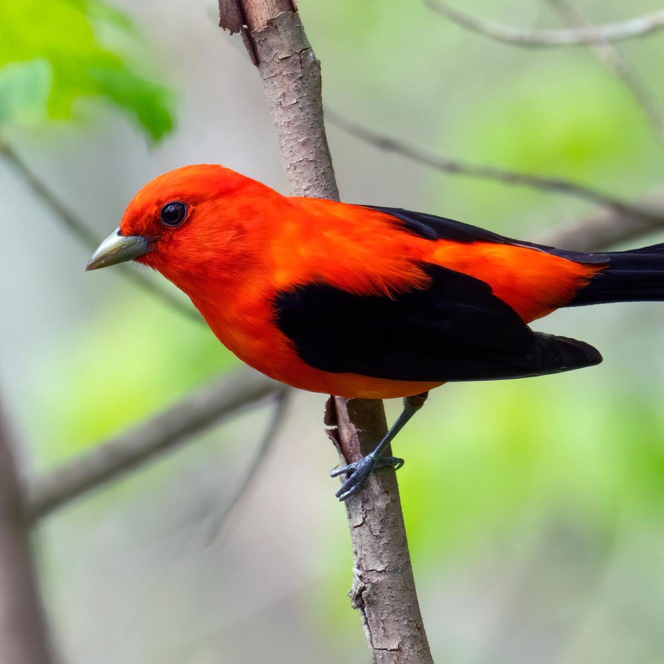 Scarlet Tanager