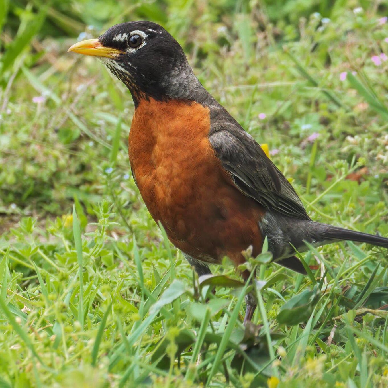 American Robin