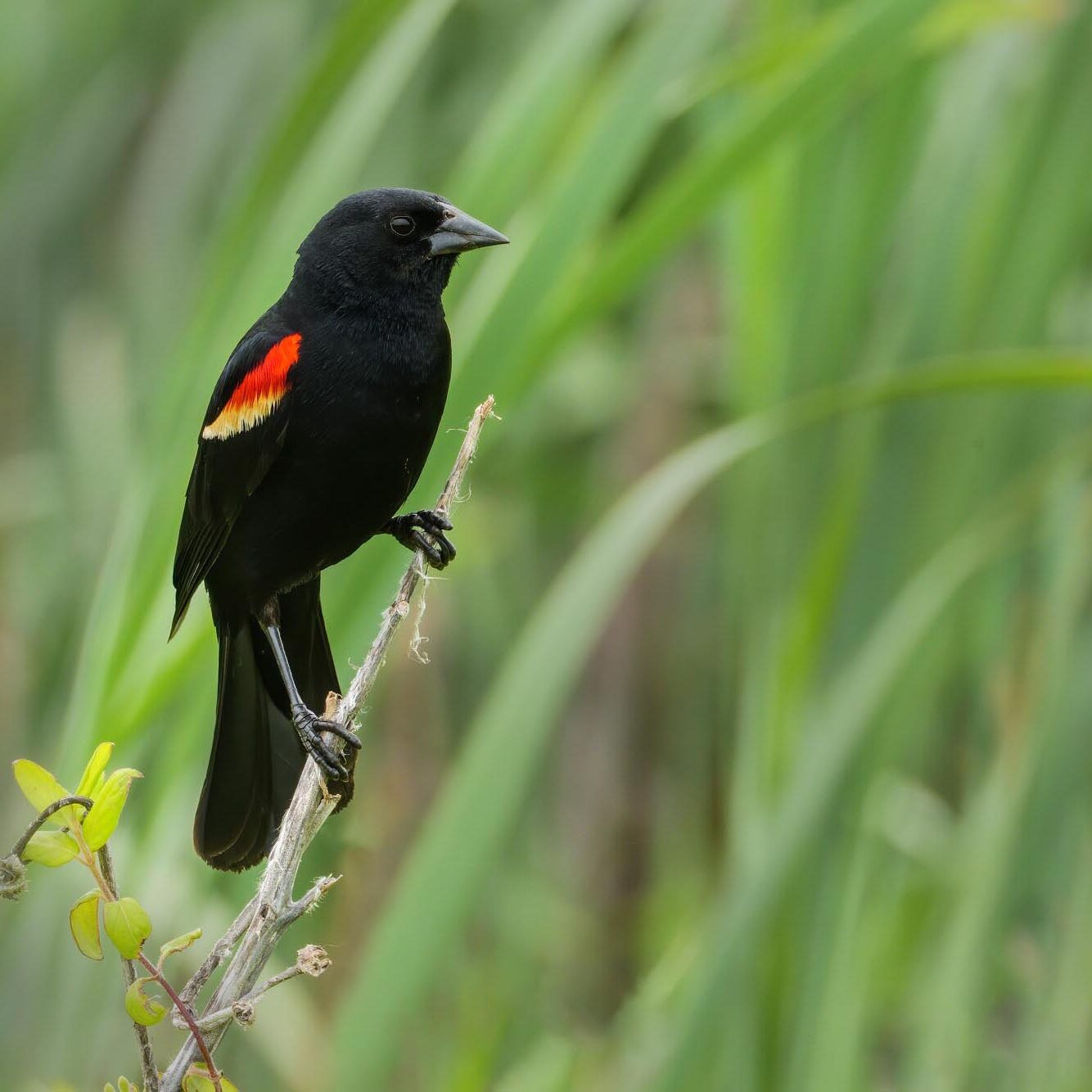 Red-winged Blackbird