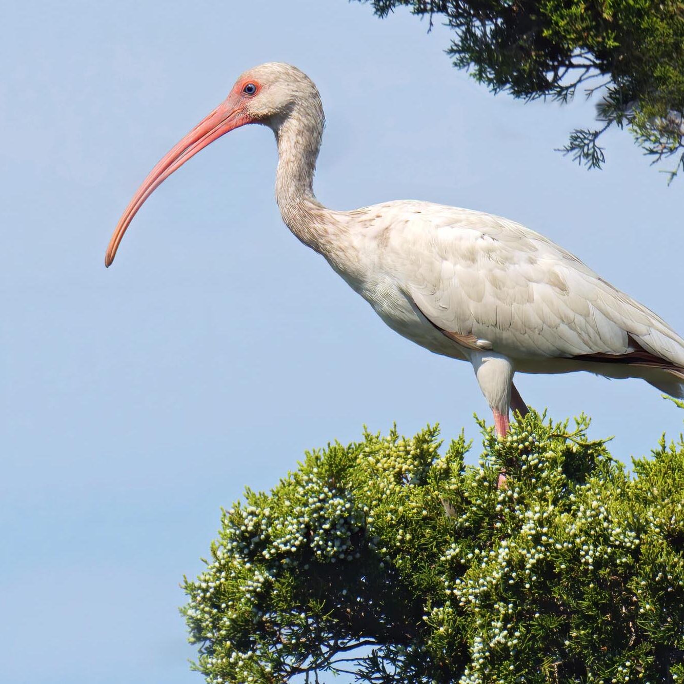 White Ibis