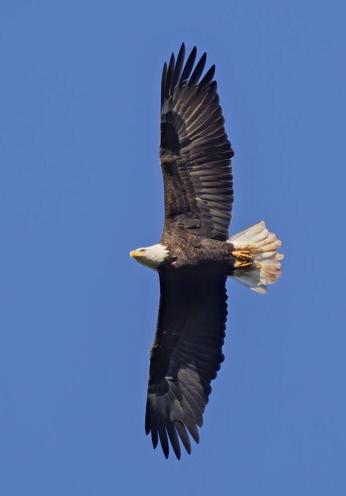 BAEG in Flight