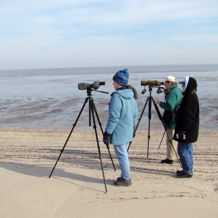 Bombay Hook Christmas Bird Count