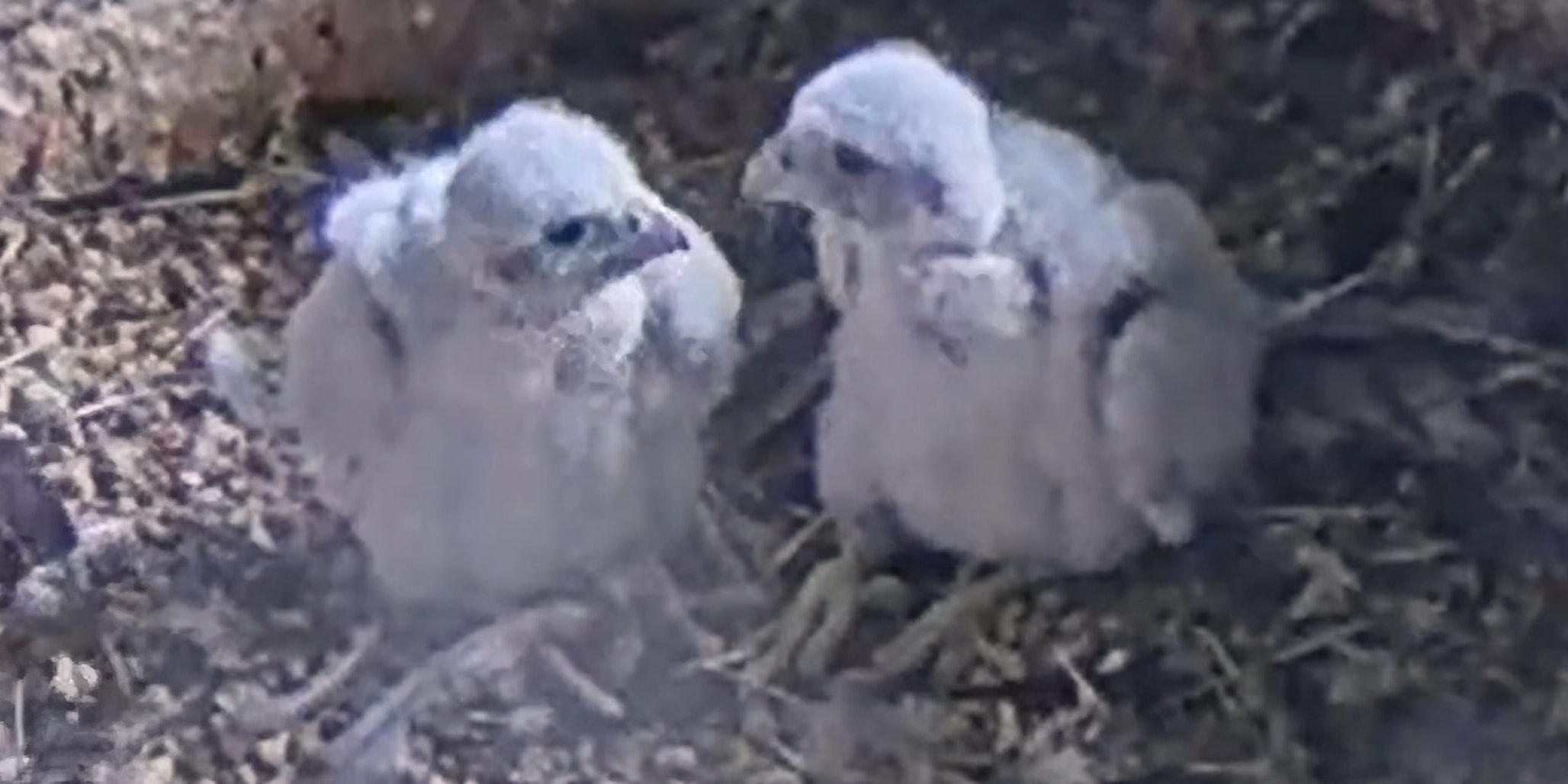 Baby Falcons Baby Falcons