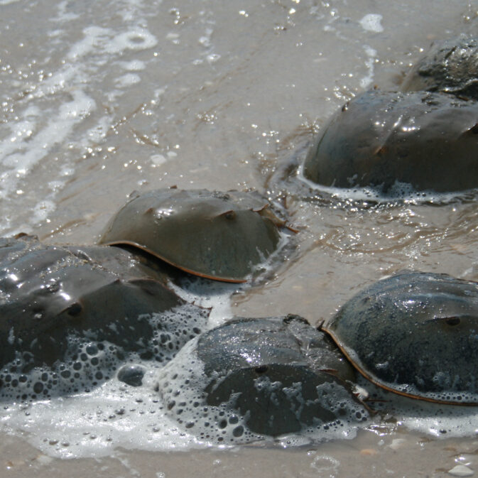 Horseshoe_crab_mating