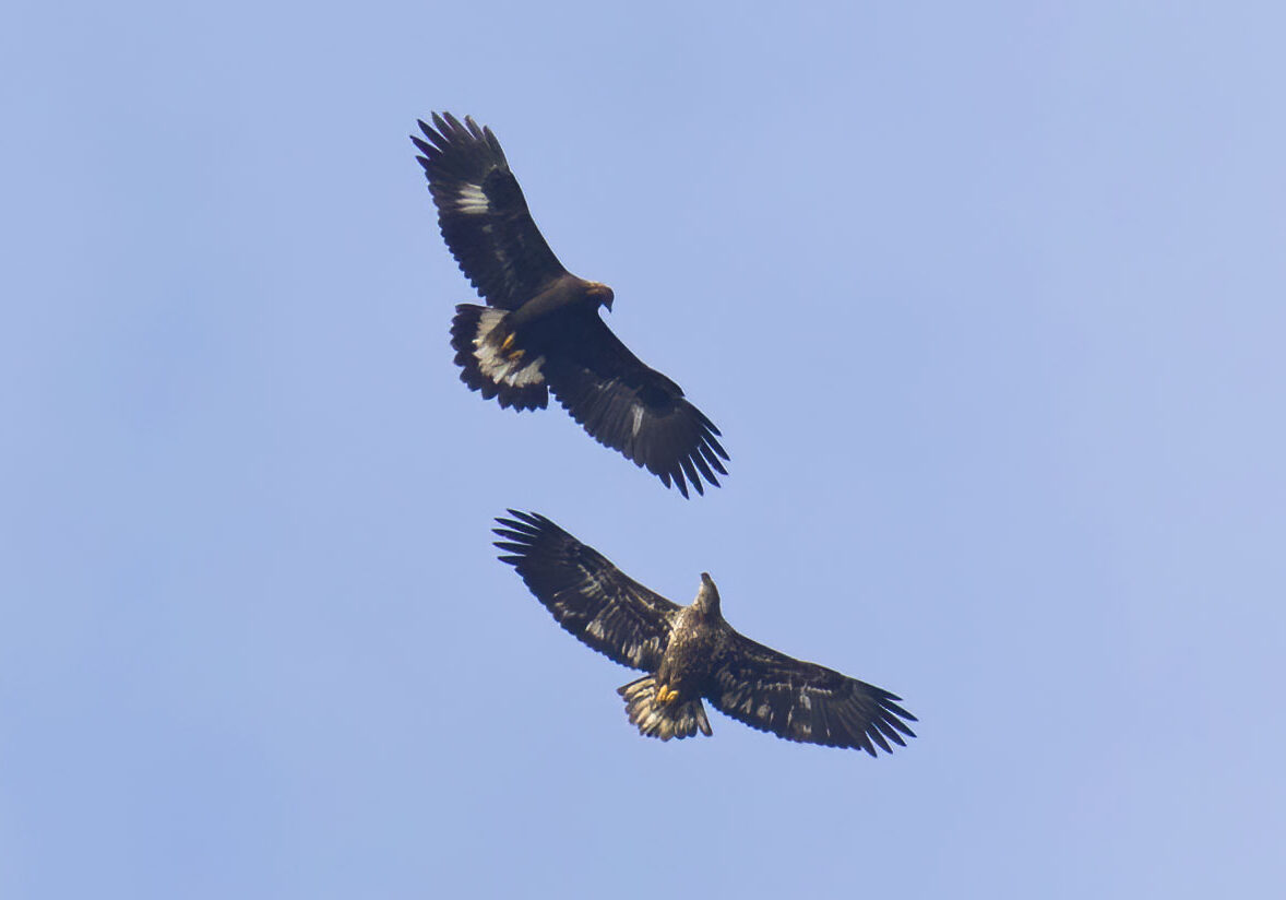 David Brown captured this amazing image of an immature Golden Eage (top) soaring with an immature Bald Eagle above the Ashland Hawk Watch.  