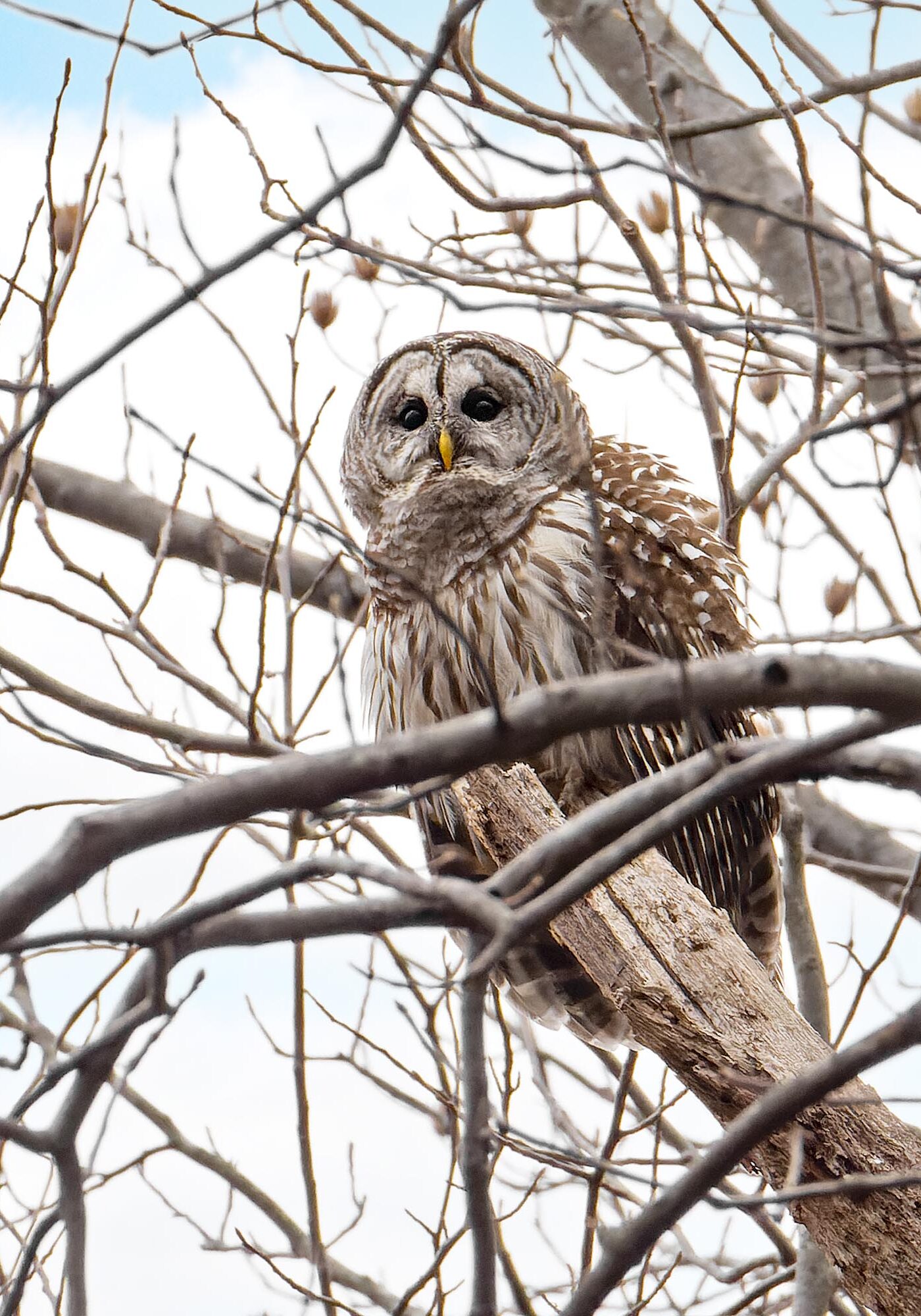 barred owl