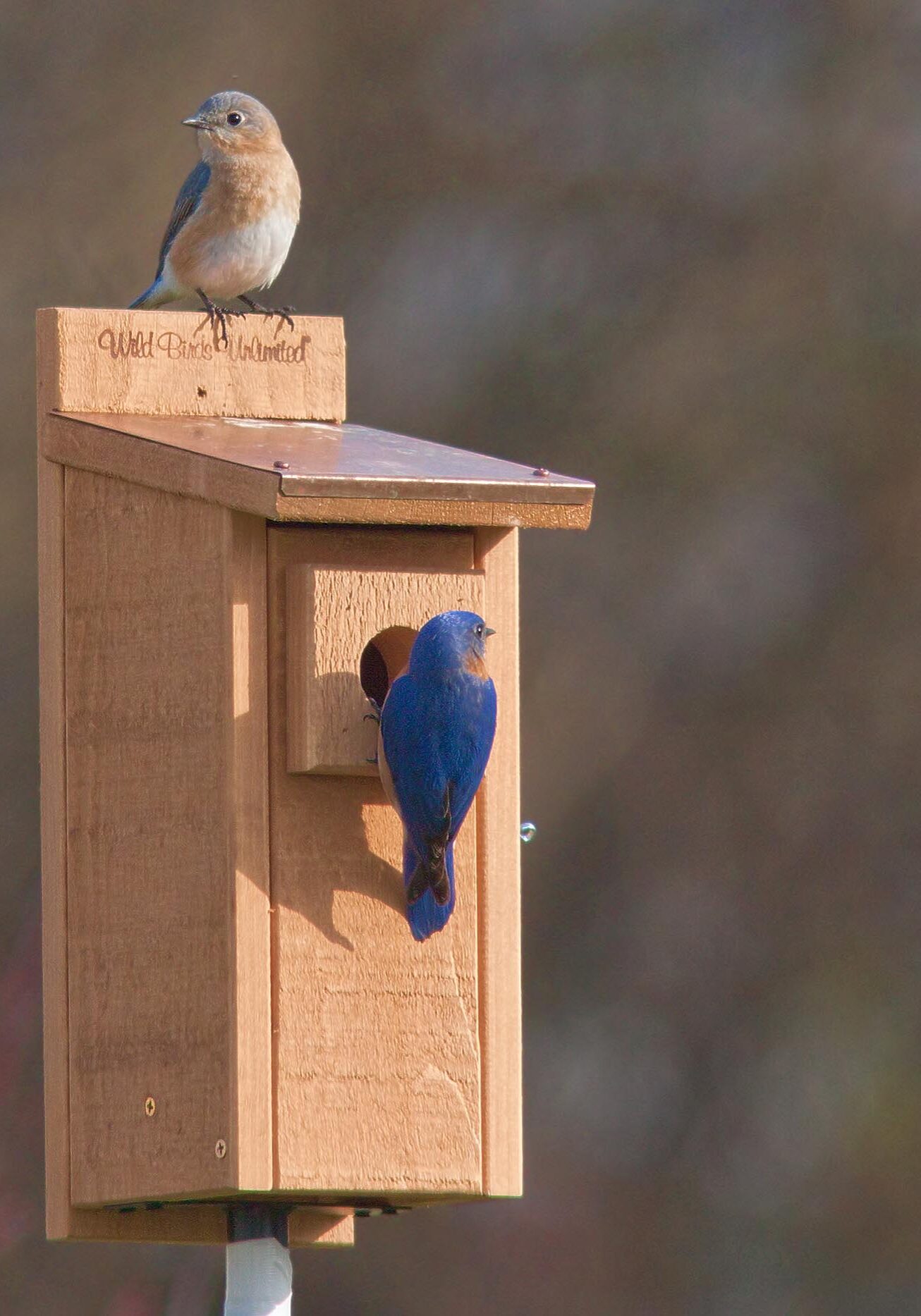 Eastern Bluebird