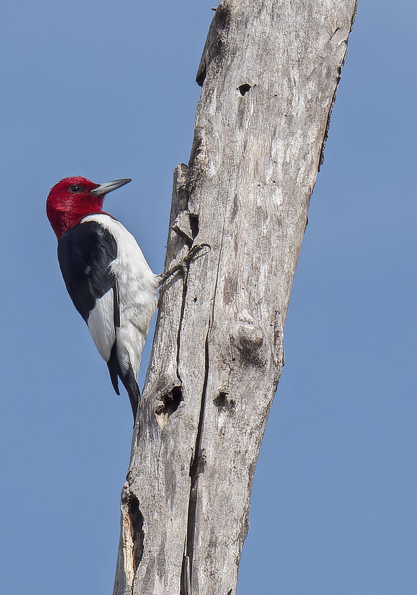 red headed woodpecker